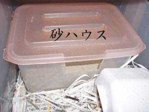 砂浴び